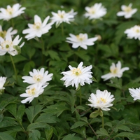 Anemone nemorosa 'Bracteata Pleniflora' Photo: A. 